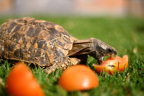 Home's Hingeback Tortoise For Sale, Home's Hingeback Tortoise For Sale Cheap, Home's Hingeback Tortoise For Sale Near Me, Home's Hingeback Tortoise For Sale Canada, Home's Hingeback Tortoise For Sale Uk, Home's Hingeback Tortoise For Sale Usa, Home's Hingeback Tortoise For Sale Europe, Baby Home's Hingeback Tortoise For Sale